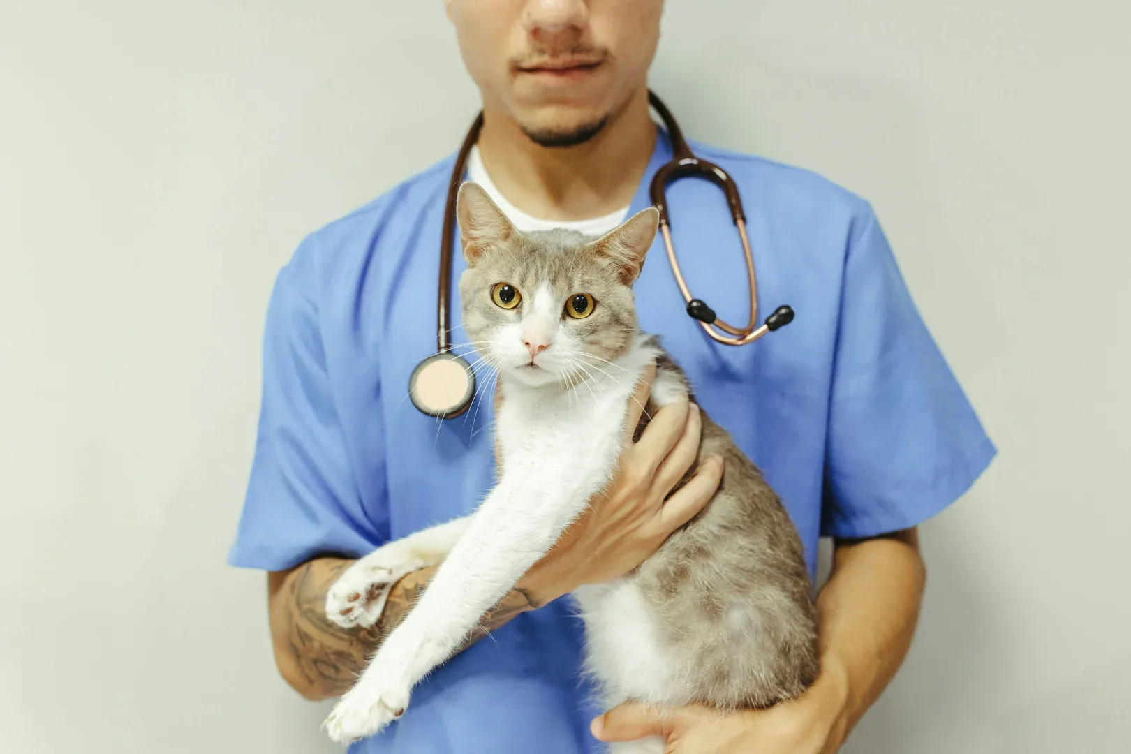 Katzen-Krankenversicherung