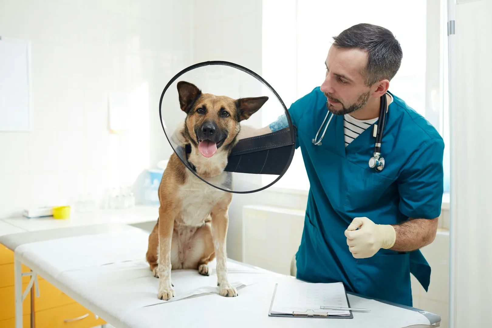 Hunde-Krankenversicherung
